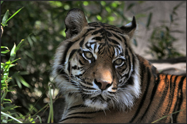 Tiger: Relaxing in the Adelaide Zoo...