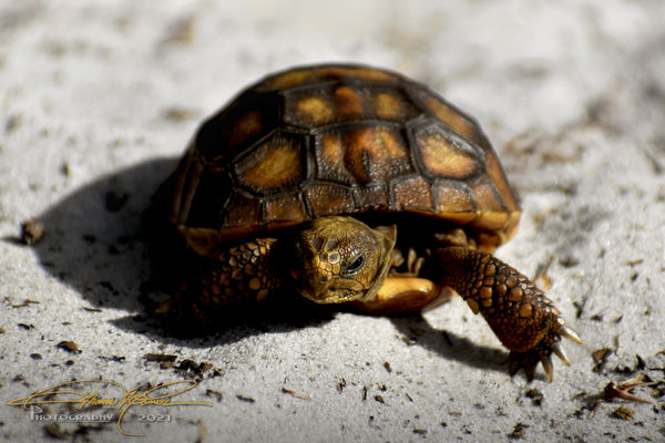 Dozens of shots of this Gopher Tortoise "Baby" abo...