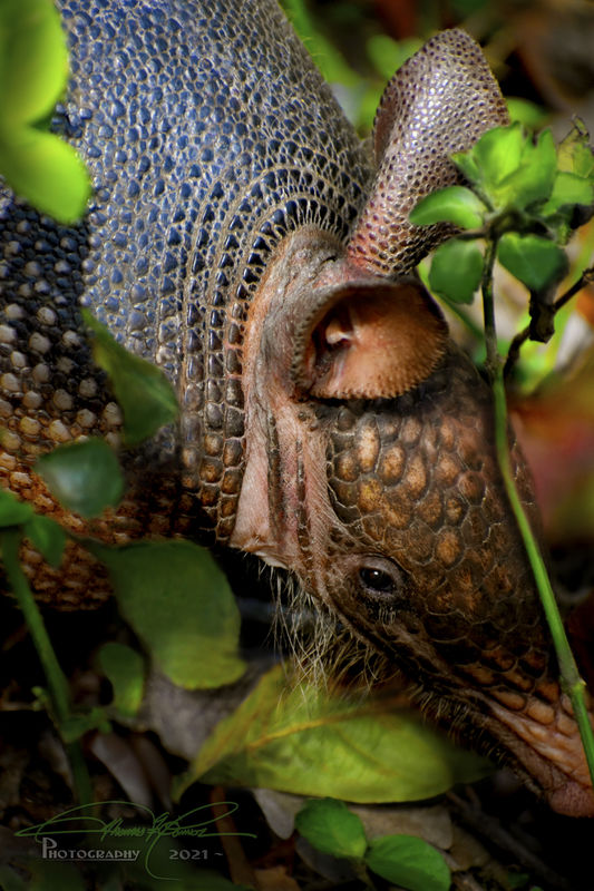 My favorite Armadillo shot of the day -...
