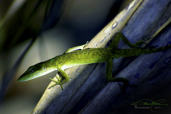 after 5 years my first Green Anole (Sad) the Invas...