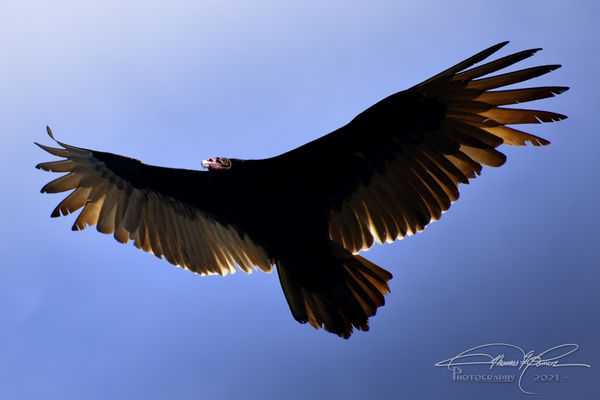 This Turkey Vulture was circling over head only sh...