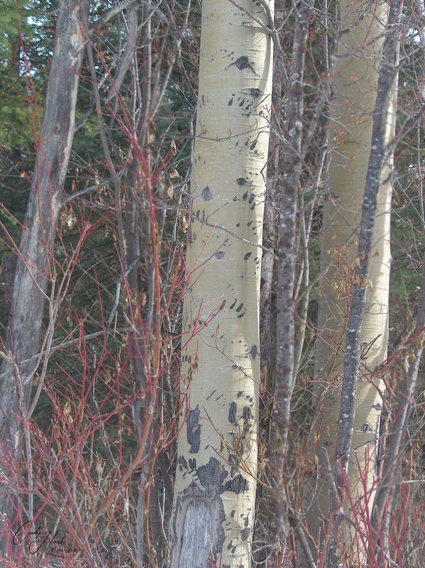 1. Bear claw marks on tree...