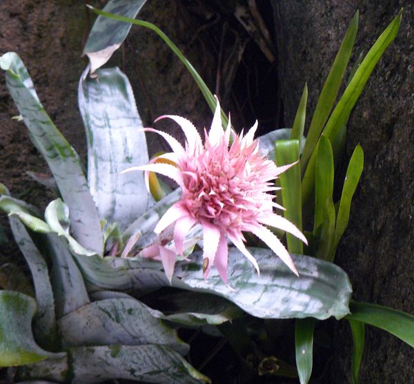 light pink Bromeliad...