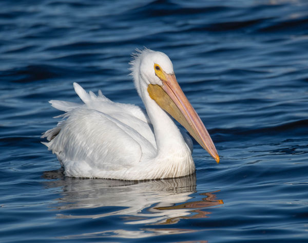 White Pelican...