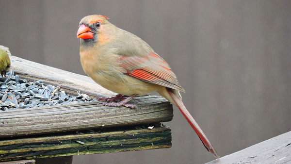 female cardinal: