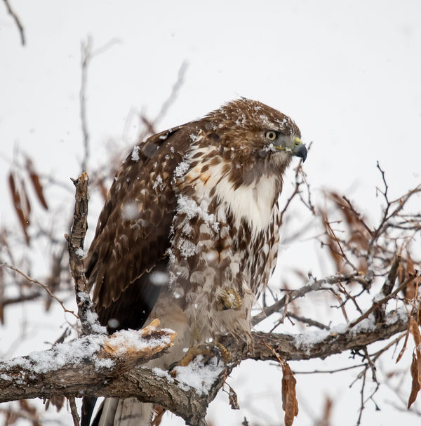 Unhappy Red-tailed Hawk...