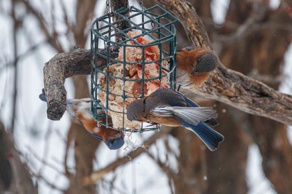 I have never seen so many bluebirds in a feeder/at...