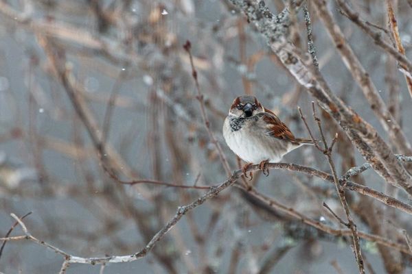 And one grouchy sparrow....