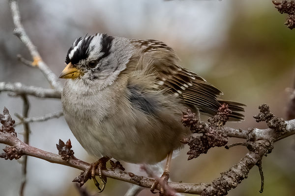 #6 White-crowned Sparrow in Wind 1/2000. f 8, ISO ...