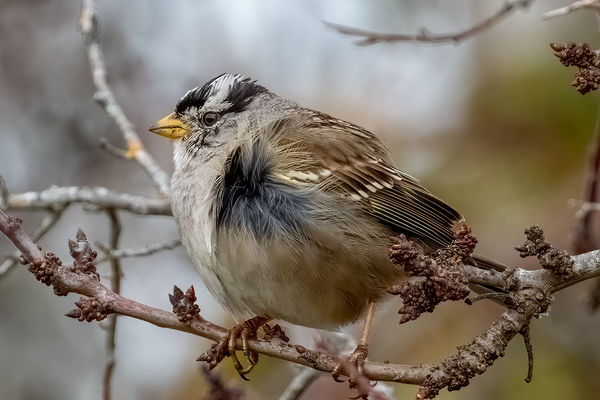 #8 White-crowned Sparrow 1/2000, f 8, ISO 1100...