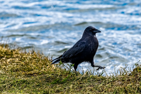 #10 Crow Stepping Out? 1/1250, F 8, ISO 560...