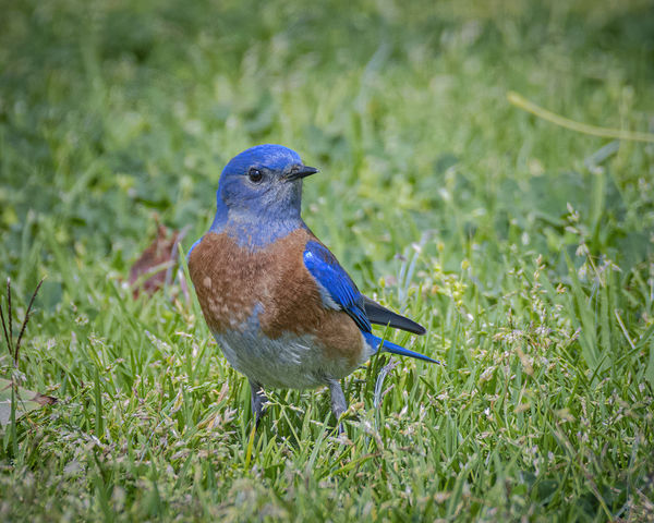 Western Bluebird male...