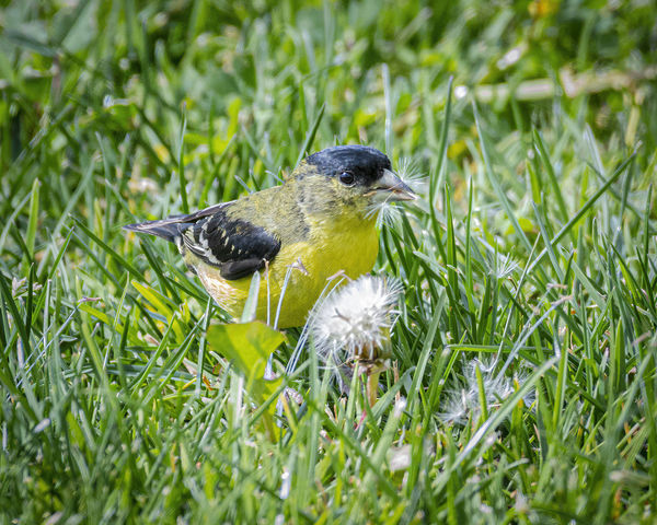 Lesser Goldfinch male eating dandelion fluff...