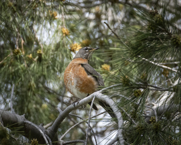 American Robin (one of two seen nearby)...