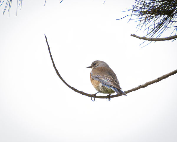 Western Bluebird (female)...