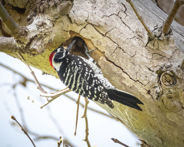 Nuttall's Woodpecker at nesting hole in Sycamore t...