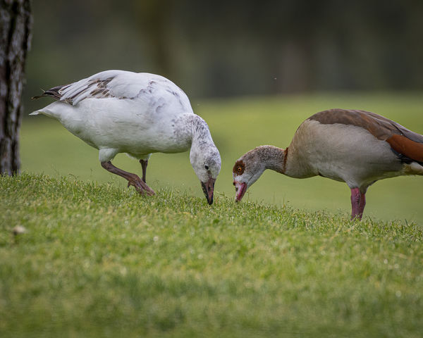 Snow Goose with injured left leg and Egyptian Goos...