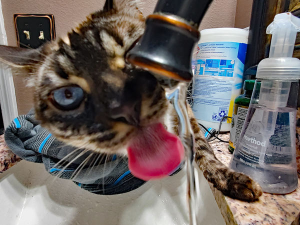 shoprite cat sip real milk