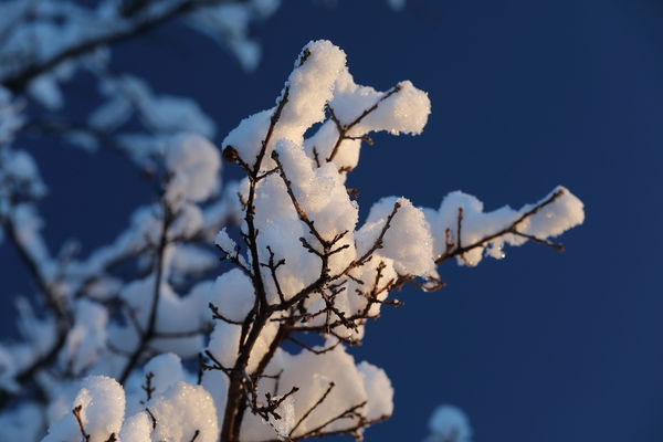 Snow in the tree branches at first light...