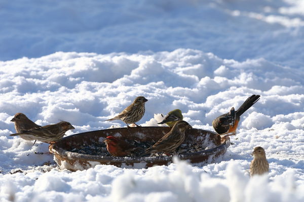 Hungry birds in the snow...