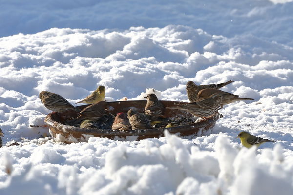 More hungry birds in the snow...