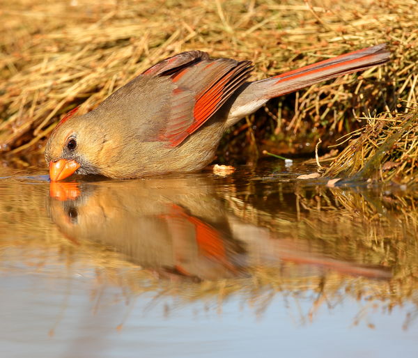 Female Northern cardinal in south Texas?...