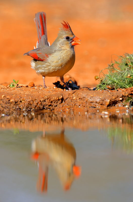 female northern cardinal...