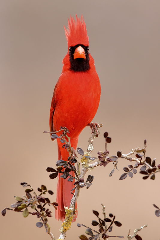 male northern cardinal...