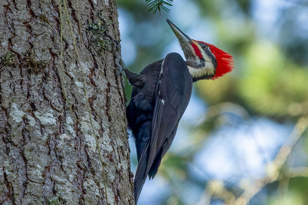 Male Pileated Woodpecker 1/1250, f 5.0, ISO 1250...
