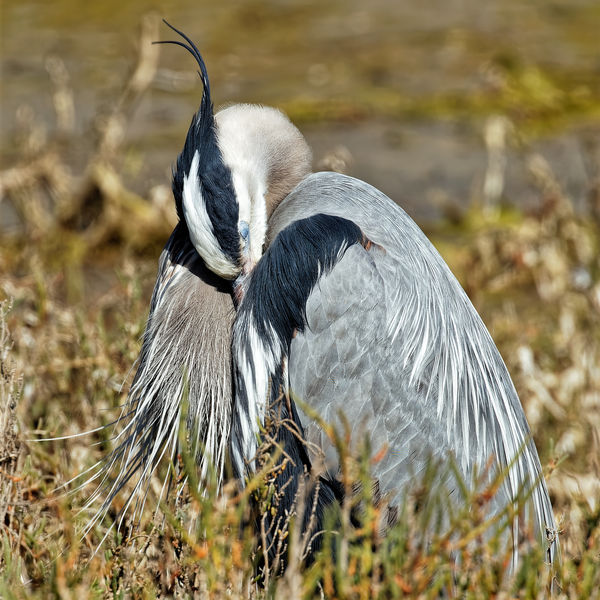 Great Blue Heron waiting for the wind and tide to ...