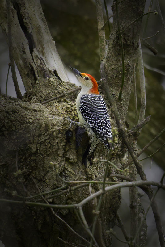 Red-bellied Woodpecker...