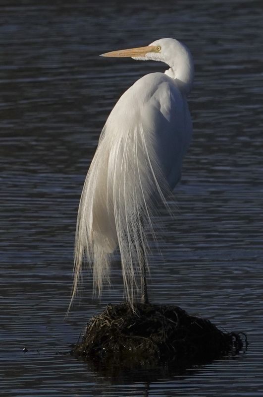Great white egret In breeding plumage...