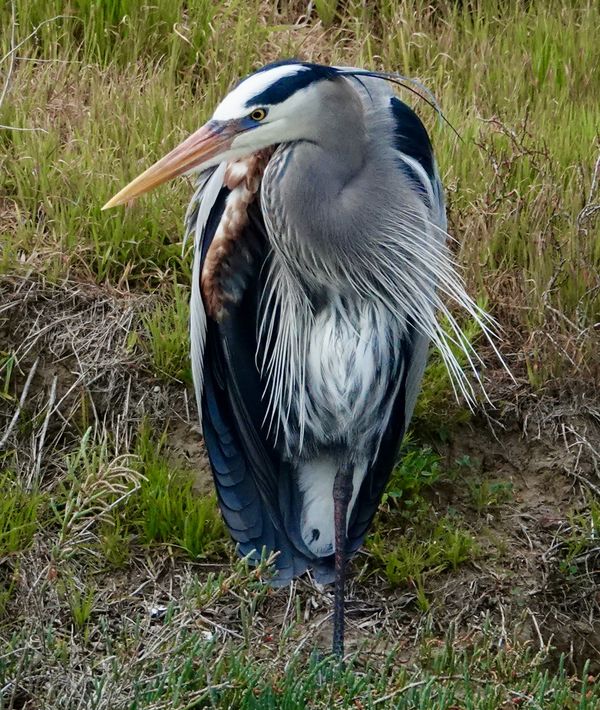 Great blue heron...