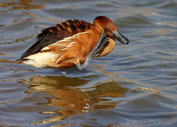 Fulvous Whistling Duck...