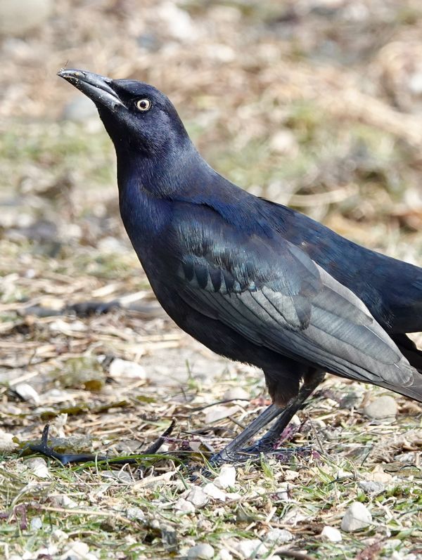 Great tailed grackle...