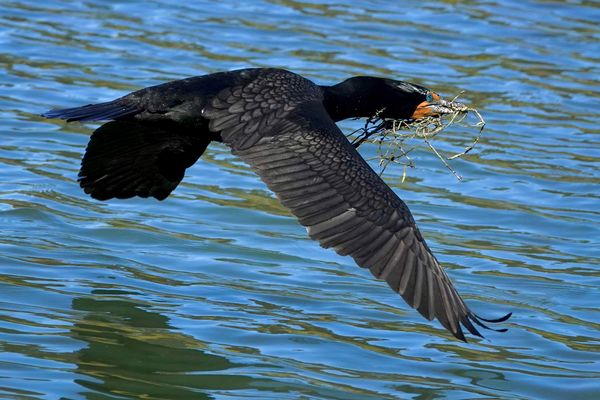 Double crested cormorant gathering nesting materia...