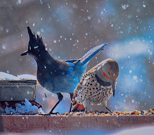 Steller's Jay and Northern Flicker...
