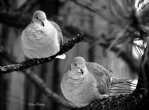 Pair of Doves...