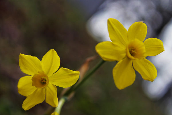 Two Jonquils...