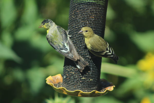 two goldfinches...