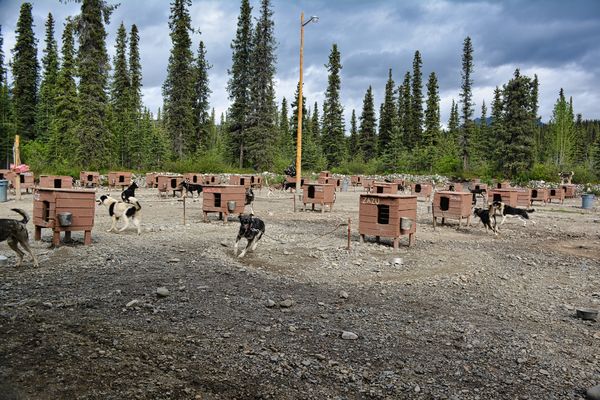 The Wolf's Den Kennel near Denali - 40 Alaskan Hus...