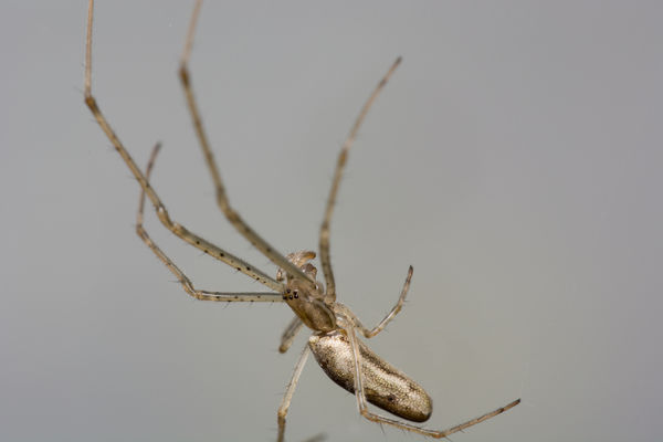 Long Jawed Orb Weaver,  Tetragnatha. Possibly T. e...