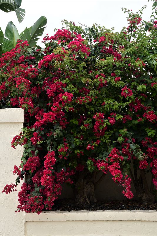 Spring: The Bougainvillea and Bottle Brush trees are in full bloom ...