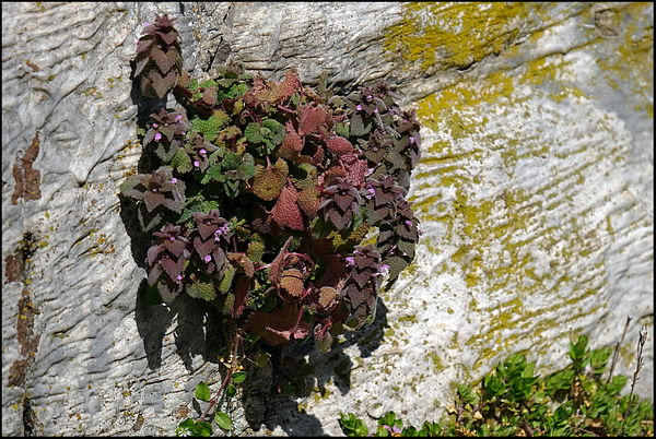 3. Some flowers growing on rock wall....