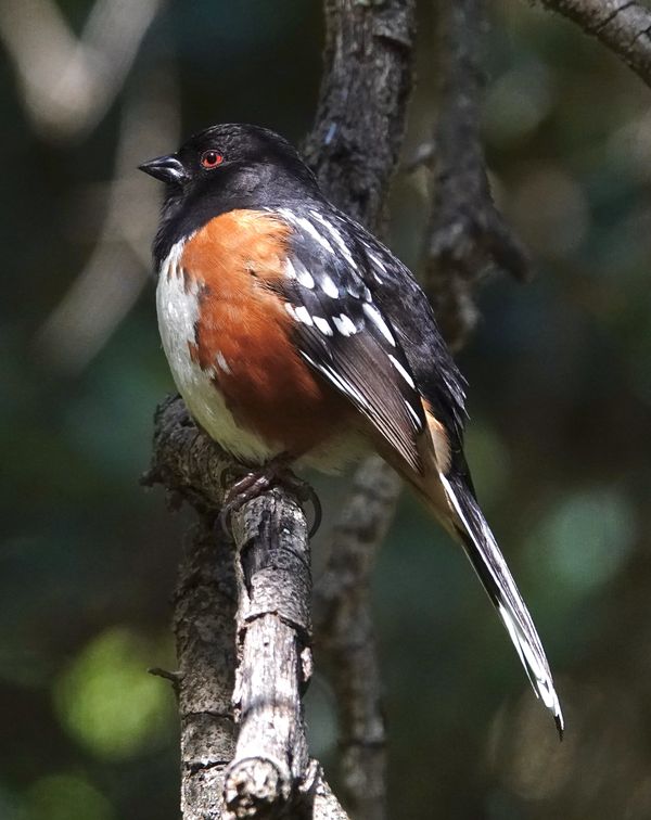 Spotted towhee...