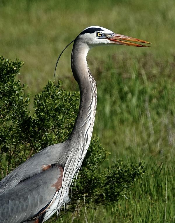 Great blue heron (after eating a mouse.....bloody ...