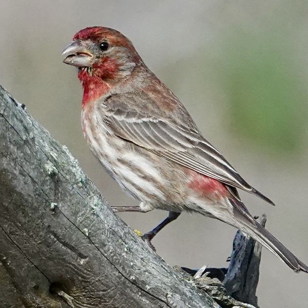 Red house finch...