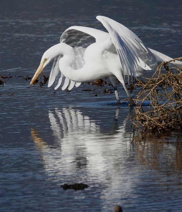 Great white heron and reflection...