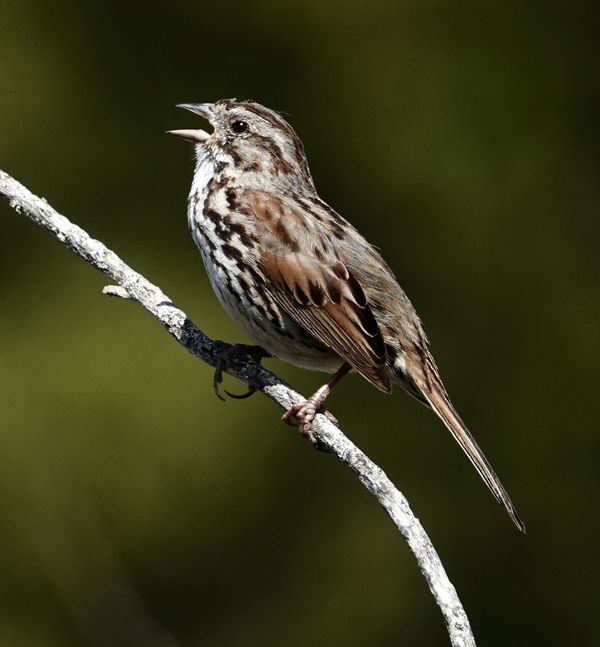 Signs of spring with singing song sparrow...