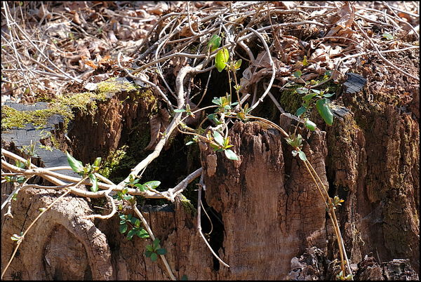 1. Old tree stump....